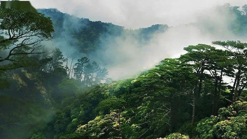 动物帮帮忙保卫家园